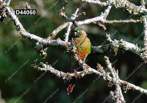 Maroon-bellied Parakeet (Pyrrhura frontalis)